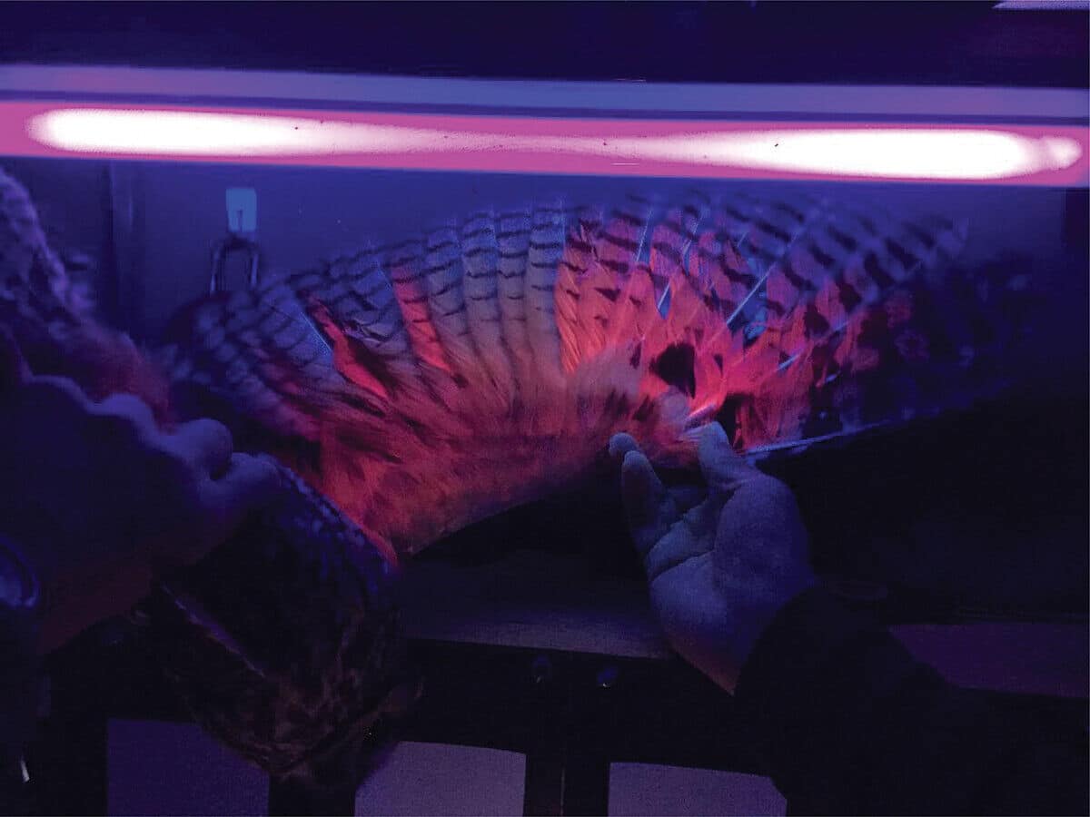 Оперение ушастой совы в ультрафиолетовом освещении / © Griffith, E. V., Mackentley, N., Neri, C. M., et al., The Wilson Journal of Ornithology