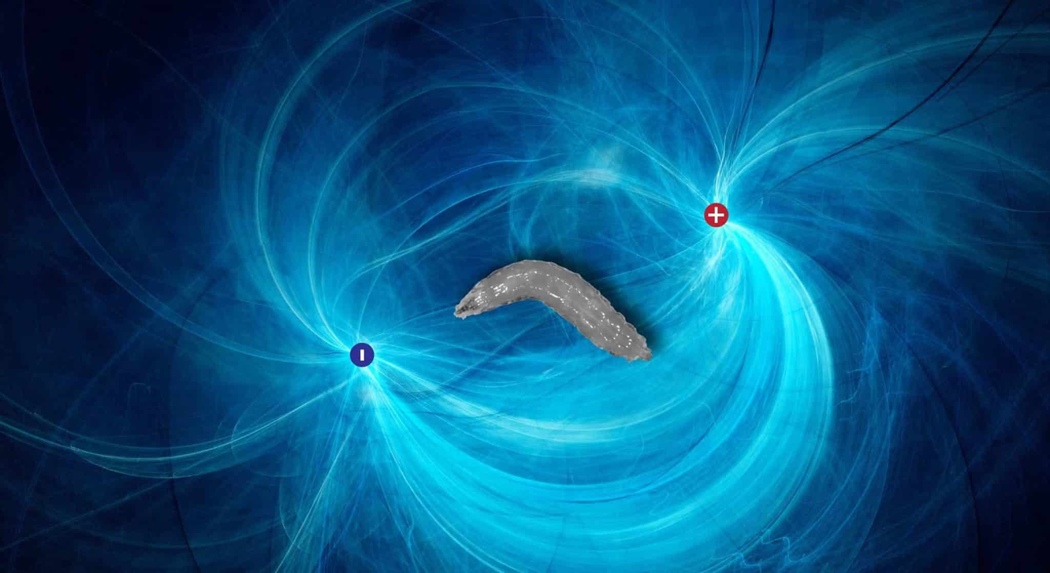 Личинки плодовой мушки, почувствовав электрическое поле, перемещаются в сторону катода (отрицательного заряда). / © Sakkmesterke vi Adobe Stock