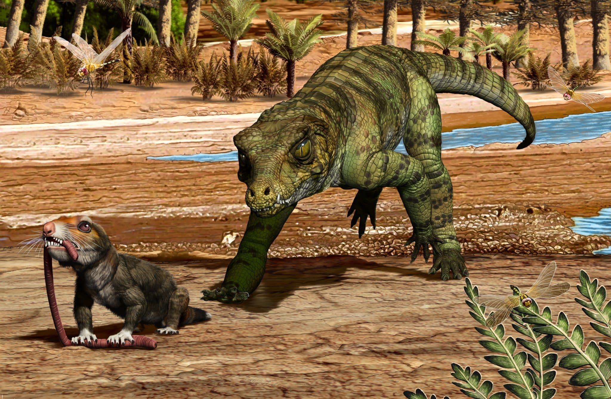 Сухопутный крокодиломорф Hemiprotosuchus leali готовится съесть древнего млекопитающего Chaliminia musteloides на северо-западе Аргентины / © Jorge Gonzalez