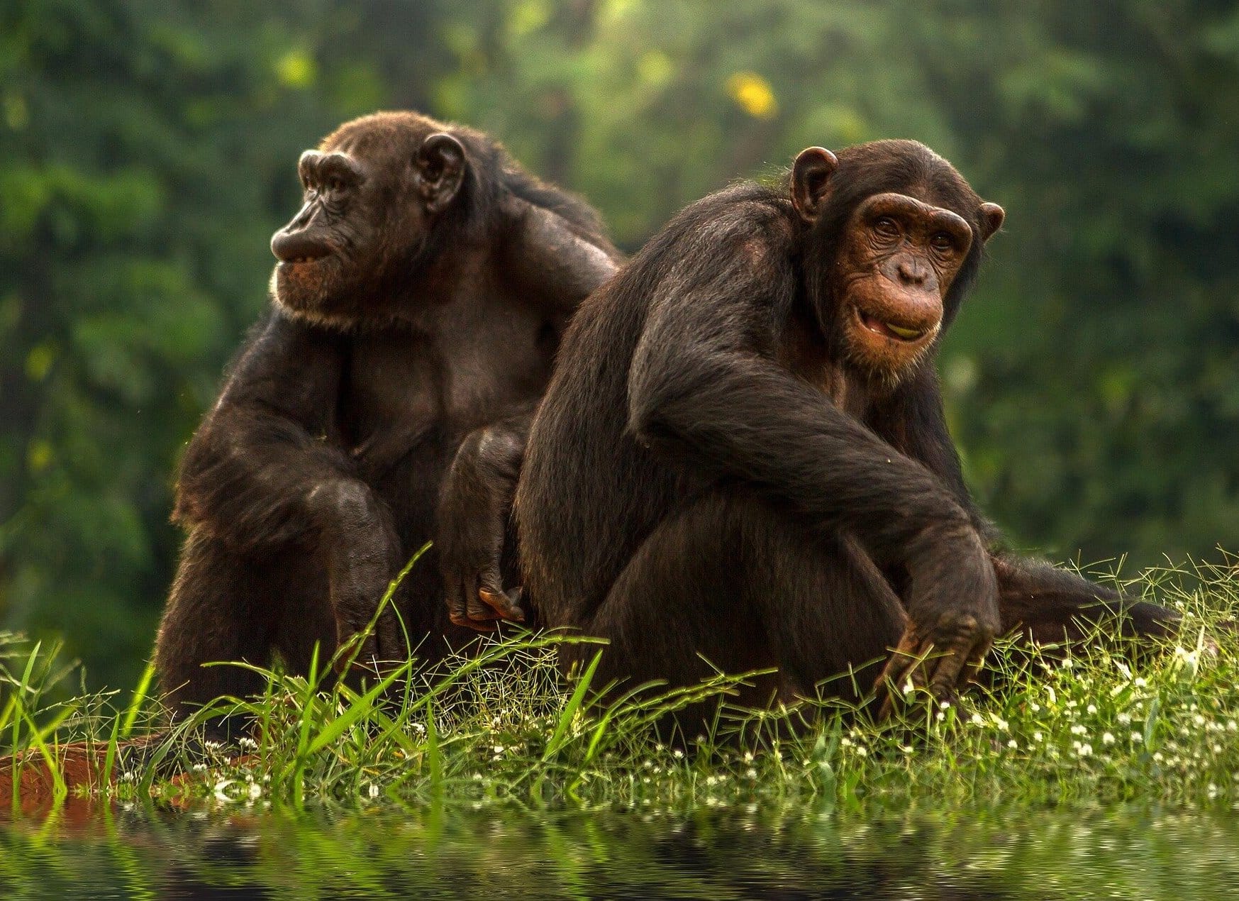 Обезьяны бонобо / © Pixabay/CC0 Public Domain