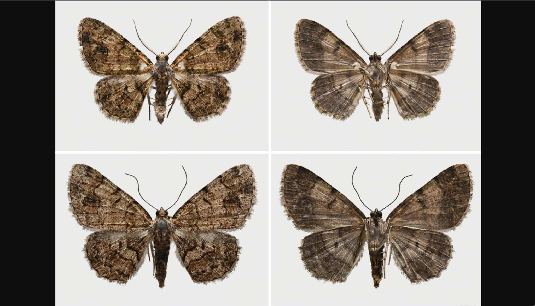 Новый вид бабочек Satyrium curiosolus, обитающий в Национальном парке Уотертон-Лейкс (Канада) / © ZooKeys, 2025