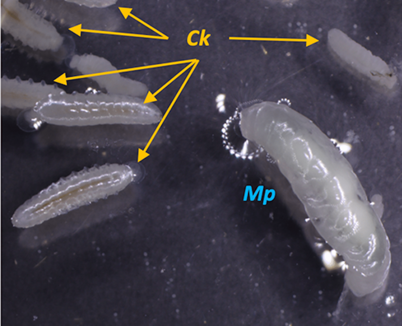 Личинки двух видов ос паразитоидов M. pulchricornis и C. kariyai  внутри гусеницы M. loreyi  / © Kazumu Kuramitsu et. al./Scientific reports