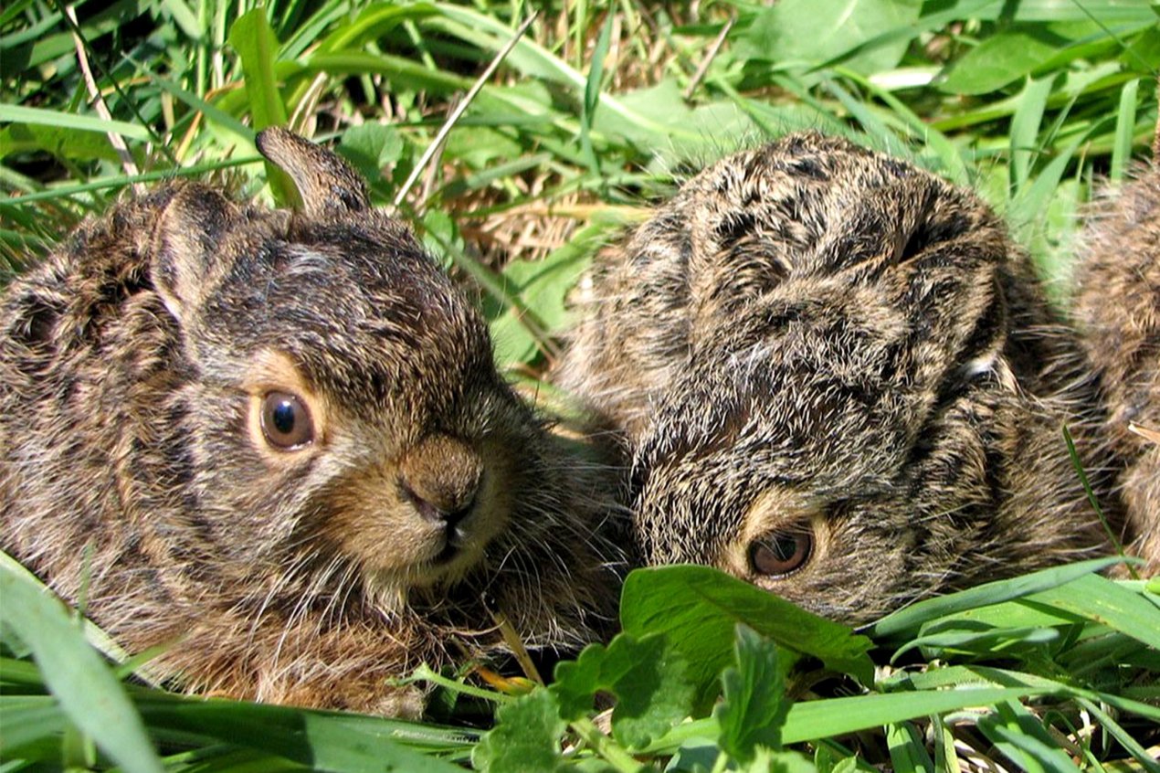 Люди в крупных городах, находя зайчат, считают их брошенными и куда-то уносят. Спасти так зайчонка на практике почти невозможно, потому что его некому будет выкормить. Самое же главное в том, что он и не нуждается в спасении: мать приходит к нему тогда, когда надо покормить. А в остальное время не приближается, чтобы не привлекать внимание хищников / © Wikimedia Commons