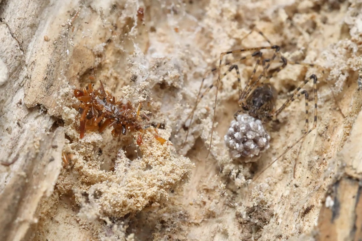 На Гавайях ученые нашли гусеницу, которая превращает части мертвых животных в камуфляж, чтобы жить бок о бок с пауками, воровать их добычу и даже поедать сородичей / © Rubinoff lab, Entomology Section, University of Hawaii, Manoa