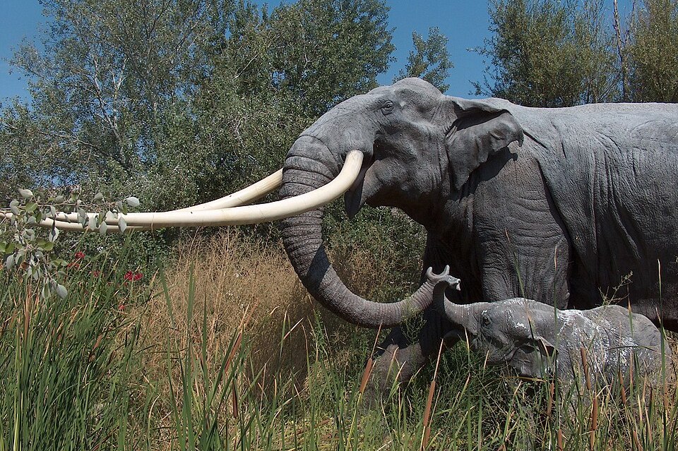 Реконструкция Paleoloxodon antiquus в Центре экологического образования Эль Кампильо, Испания / © Wikipedia Commons