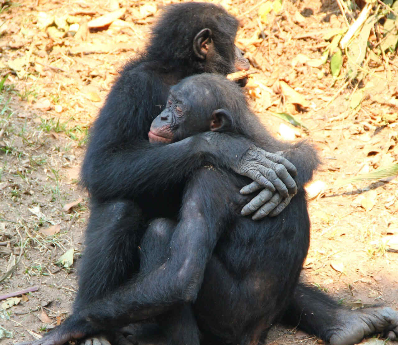 Молодой бонобо утешает пережившего стресс товарища / © Zanna Clay, Lola ya Bonobo Sanctuary