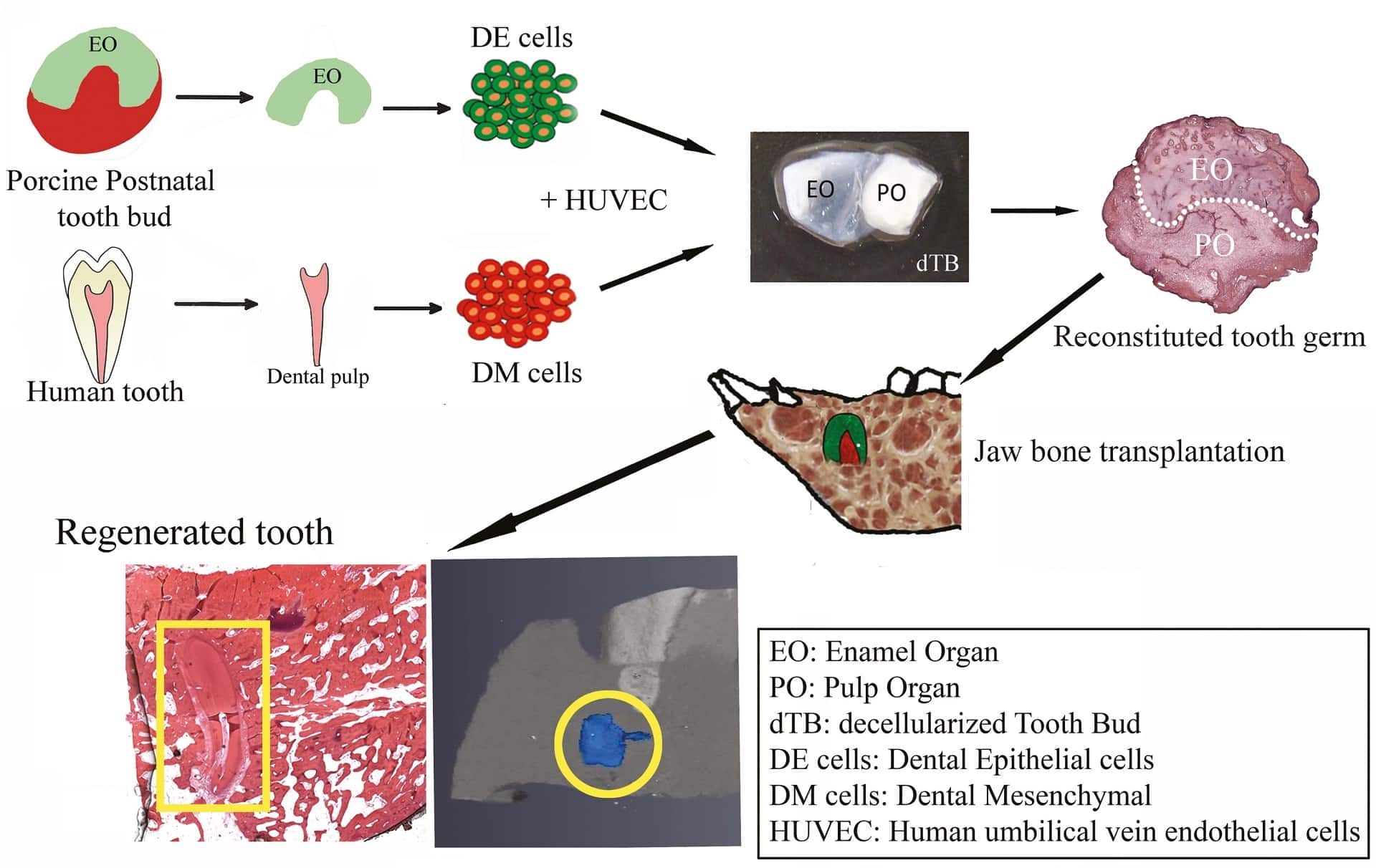 В ротовой полости свиньи удалось вырастить зубы, напоминающие человеческие / © W. Zhang et al., Stem Cells Translational Medicine