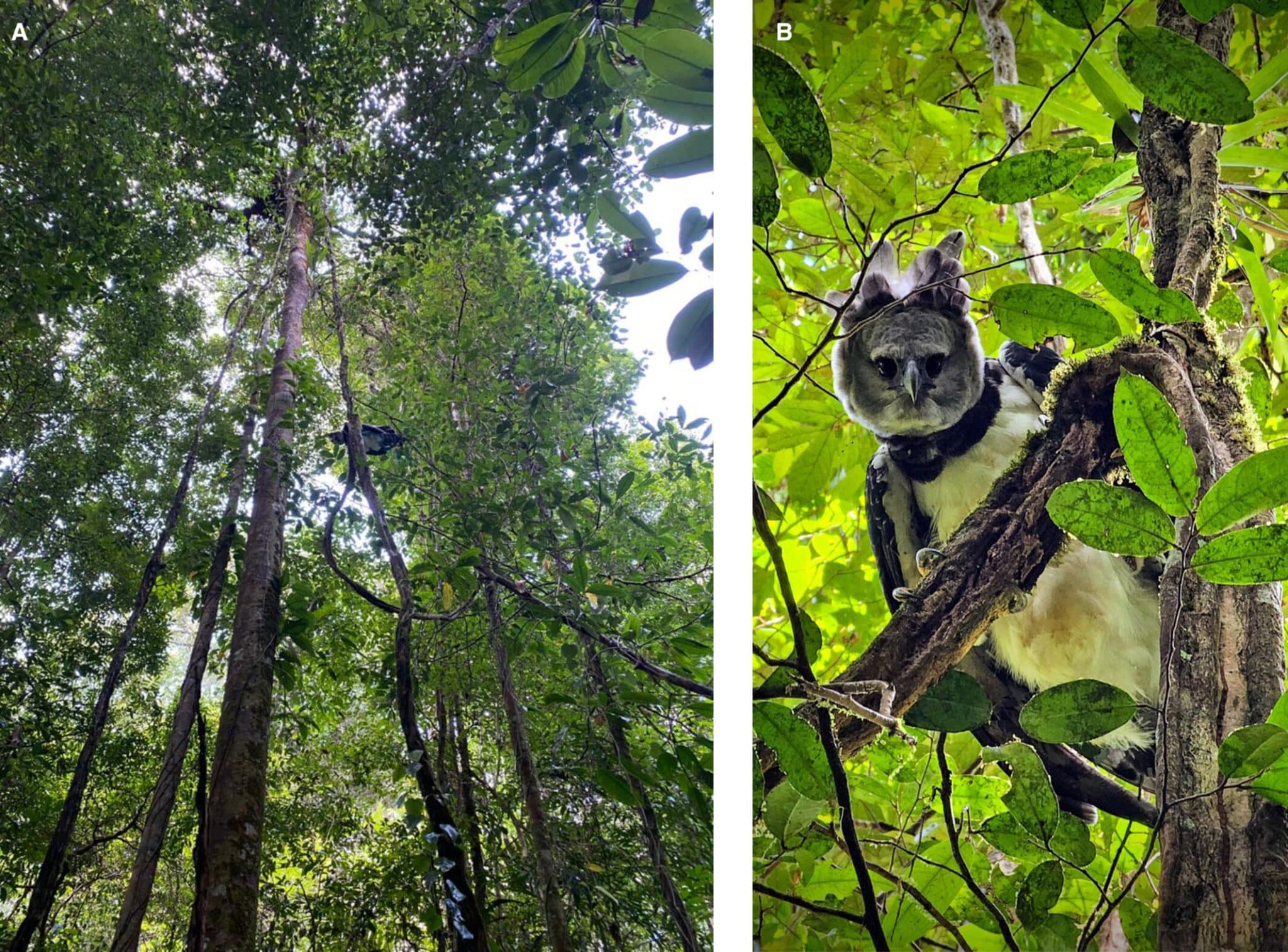 (A и B): Фотографии гарпии, напавшей на девушку, (A) снимок показывает расстояние птицы от земли, (B) фото птицы крупным планом / © Ecology and Evolution, Loïc Epelboin et al.