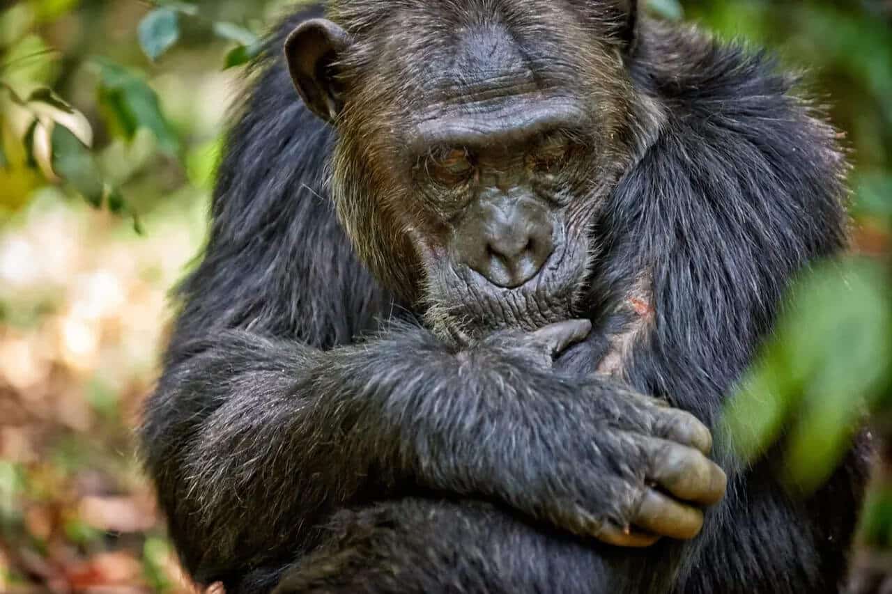 © J. Ritterbach, Tierfotoagentur, Alamy