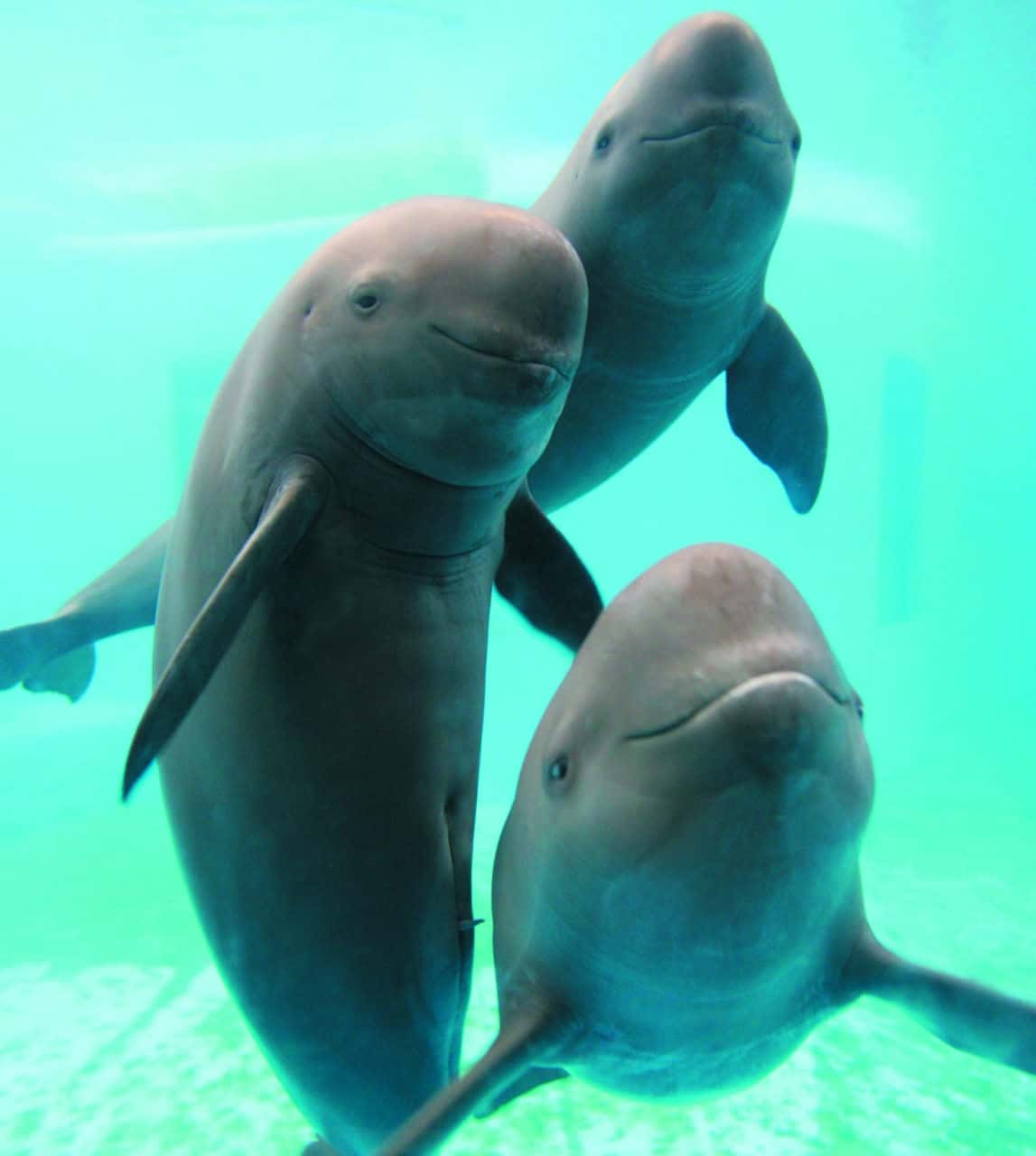 Восточноазиатские морские свиньи в дельфинарии при Институте гидробиологии Китайской академии наук / © Huangdan2060, Wikimedia Commons