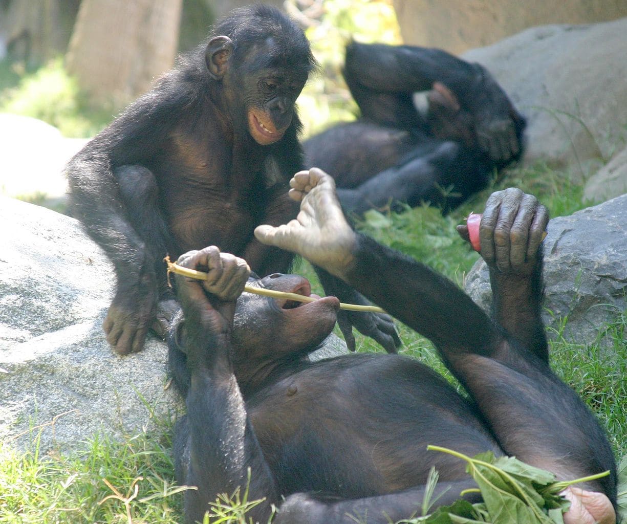 Классическое выражение «игрового лица» у двух молодых бонобо, в то время как взрослый самец пытается задремать / © Wikimedia Commons, William H. Calvin.