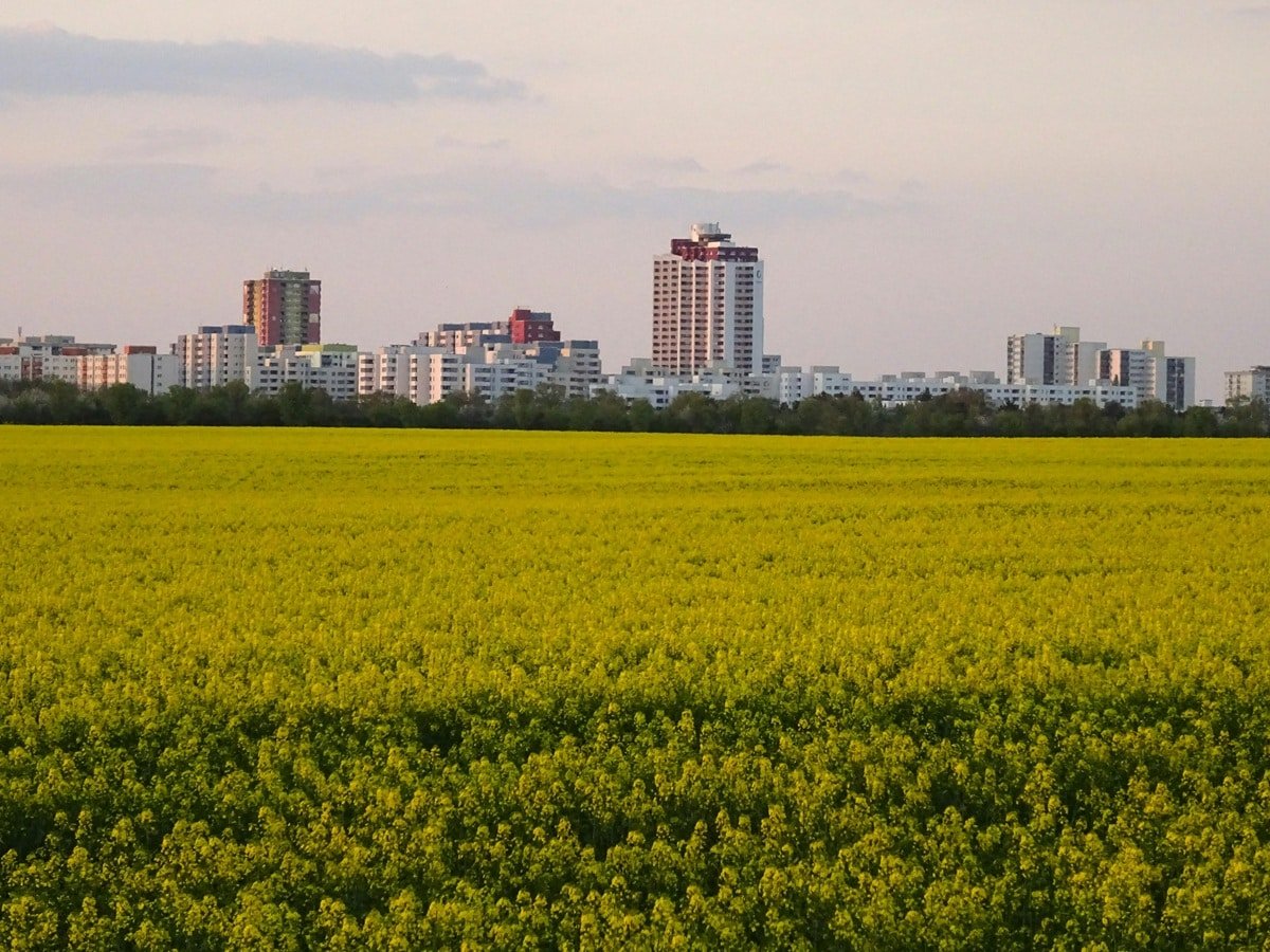 Поля канолы и рапса вблизи города для производства биотоплива / © Werner Lojowski, Pexels, CC0