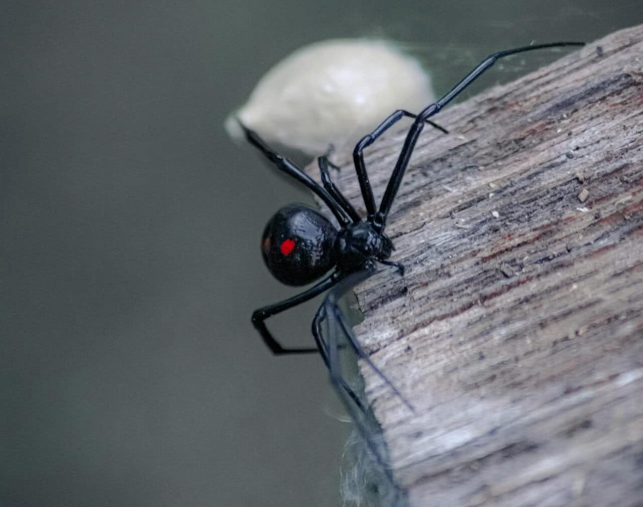 Черные вдовы (Latrodectus) — род пауков из семейства тенетников (Theridiidae) / © Tom Sid, unsplash.com