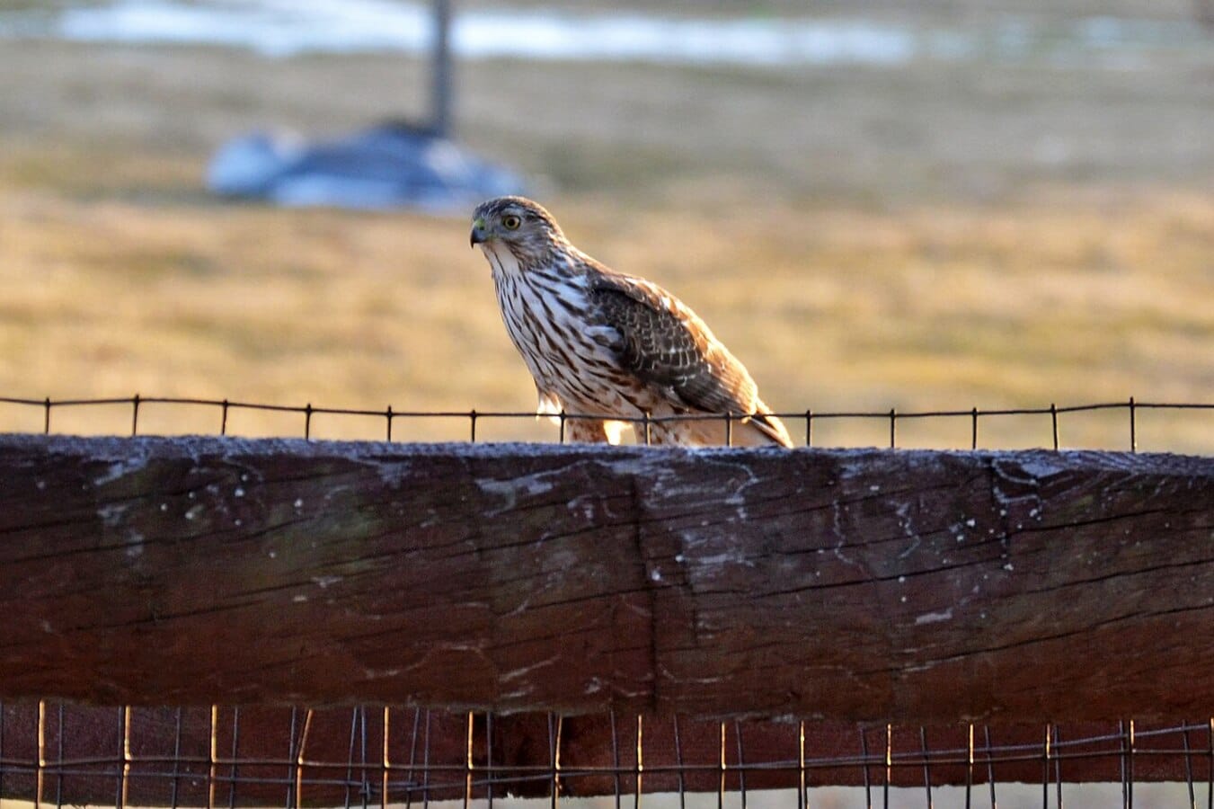 Молодой ястреб Купера Accipiter cooperi, заснятый в штате Огайо, США. Примерно в том же возрасте был ястреб, заинтересовавший Владимира Динеца / © Wikimedia Commons, Andrew C.