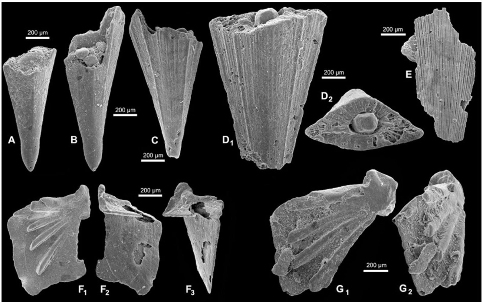 Микрофотографии хиолитов Recilites sp. / © scup.com, Jerzy Dzik