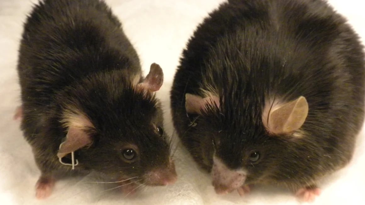 Стимуляция определенных нейронов в мозге у мышей устранила побочный эффект «Оземпика»  / © University of Michigan/CNN