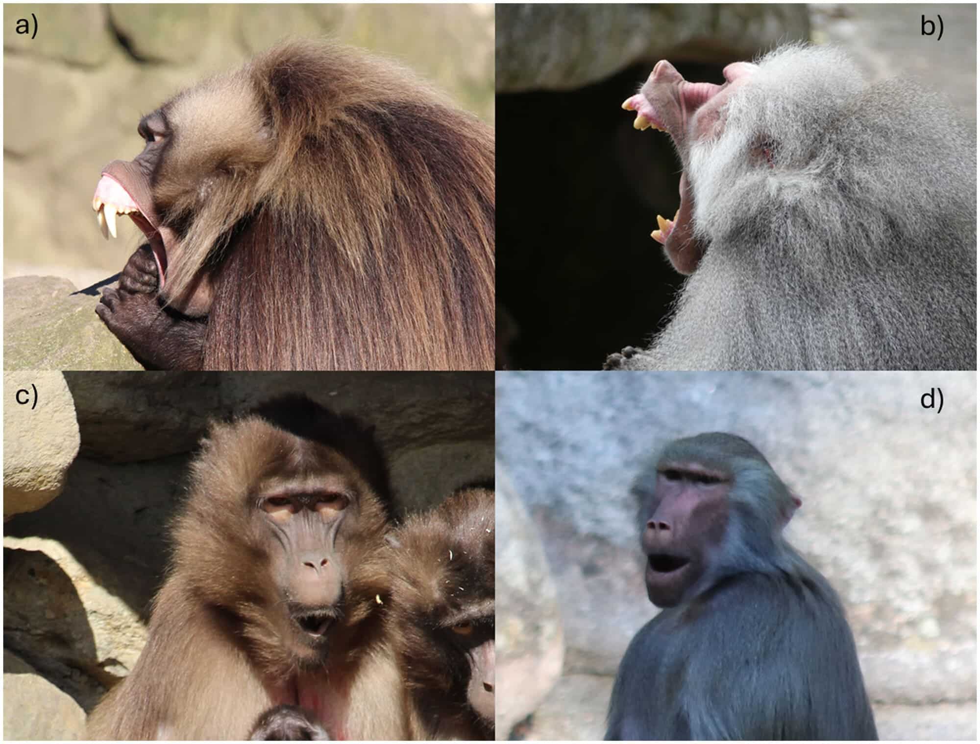 Примеры поведения при зевании самцов, демонстрирующих десны и зубы у (a) гелад и (b) гамадрилов, и самок со скрытыми зубами и деснами у (c) гелад и (d) гамадрилов / © American Journal of Primatology, Luca Pedruzzi et al.