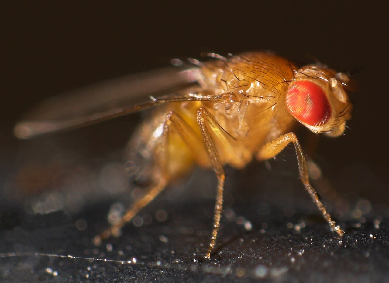 Дрозофила фруктовая (Drosophila melanogaster) / © Mr.checker, Wikimedia Commons