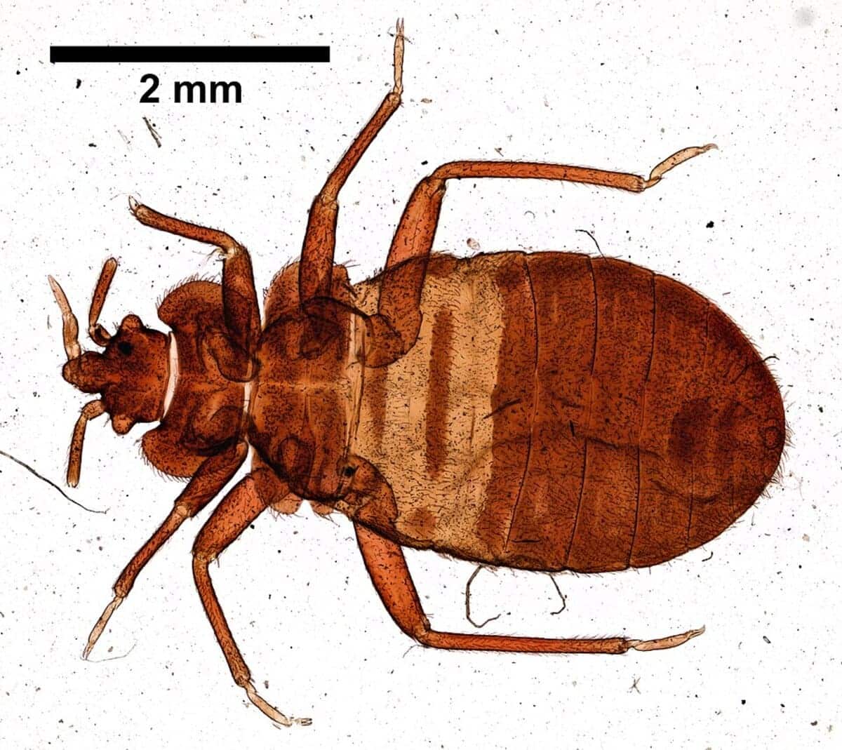 Экземпляр самки постельного клопа Cimex lectularius / © Wikimedia Commons, Daniel J. Drew.