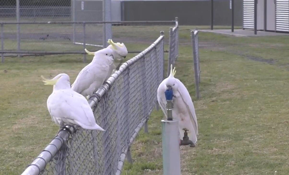 © Barbara C. Klump et al., Biology Letters 2025