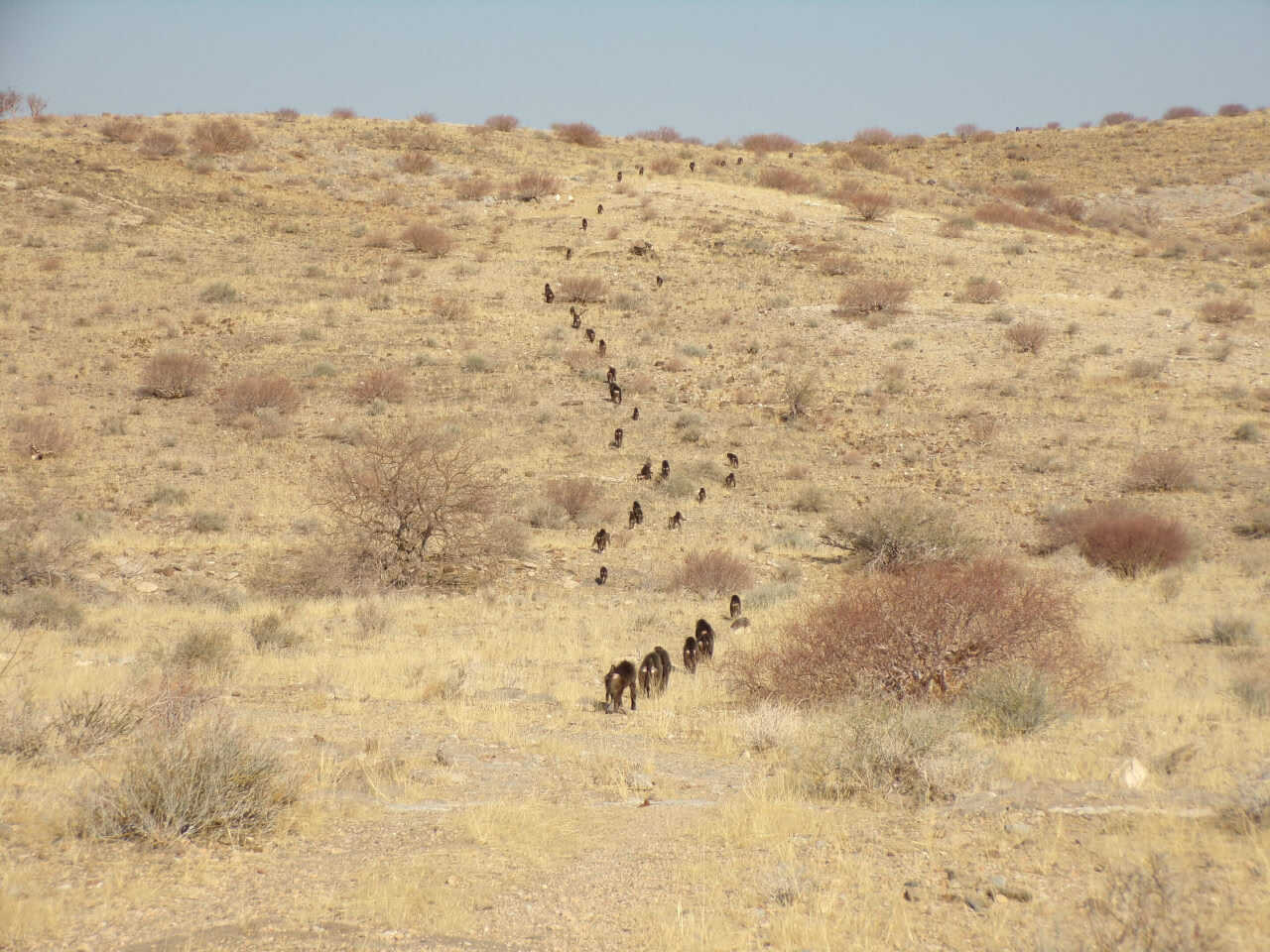 Пример перемещения павианов «строем» / © Vittoria Roatti