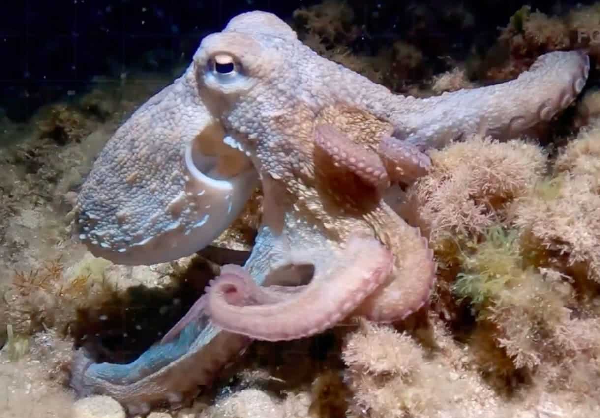 Обнаруженный в Средиземном море осьминог с девятью щупальцами / © The Cephalopod Club