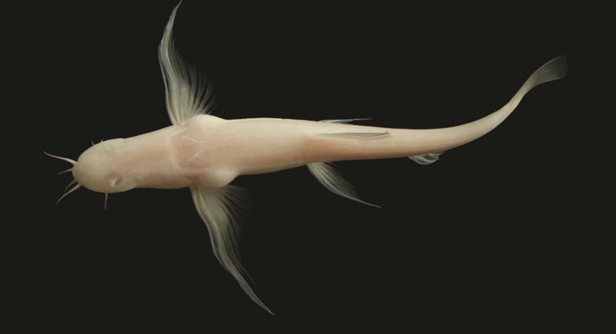 Живой экземпляр новой рыбы Triplophysa yangi, вид снизу / © Zoological Journal of the Linnean Society, Jianhan Cao et al.