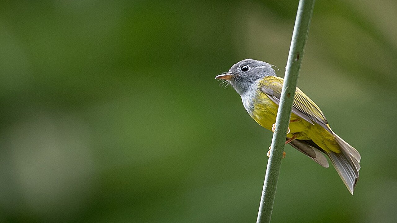 Сероголовая канареечная мухоловка / © Ian Davies/Cornell Lab of Ornithology