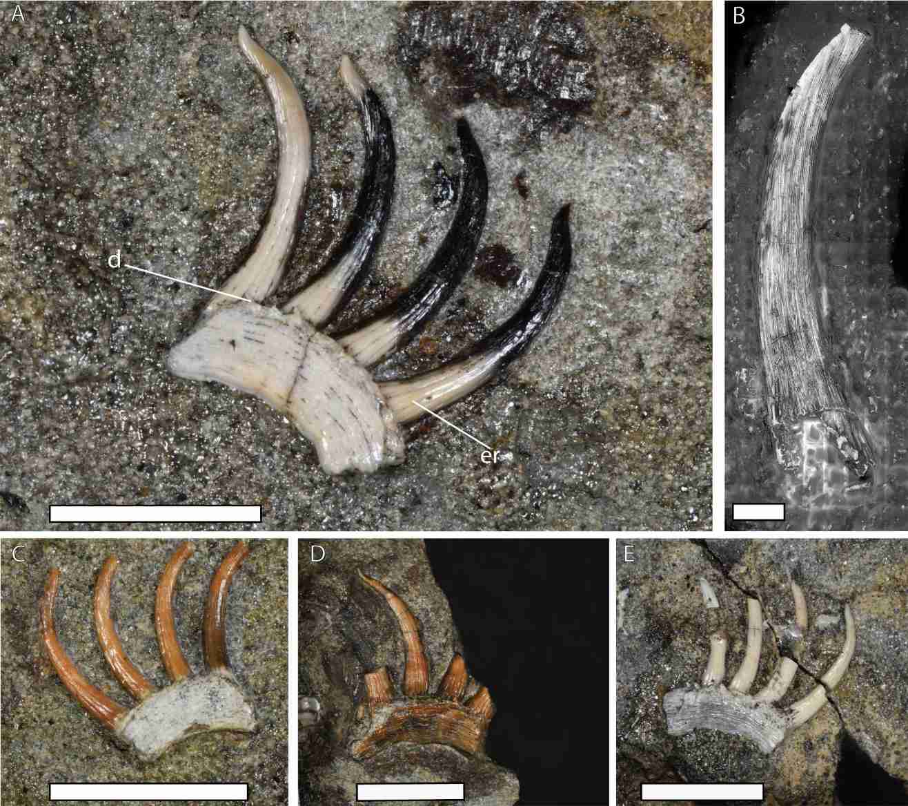 Зубы-когти S-образной формы на нижней челюсти Onychodus mikijuk в боковой проекции / © Journal of Vertebrate Paleontology, Owen A. Goodchild et al.