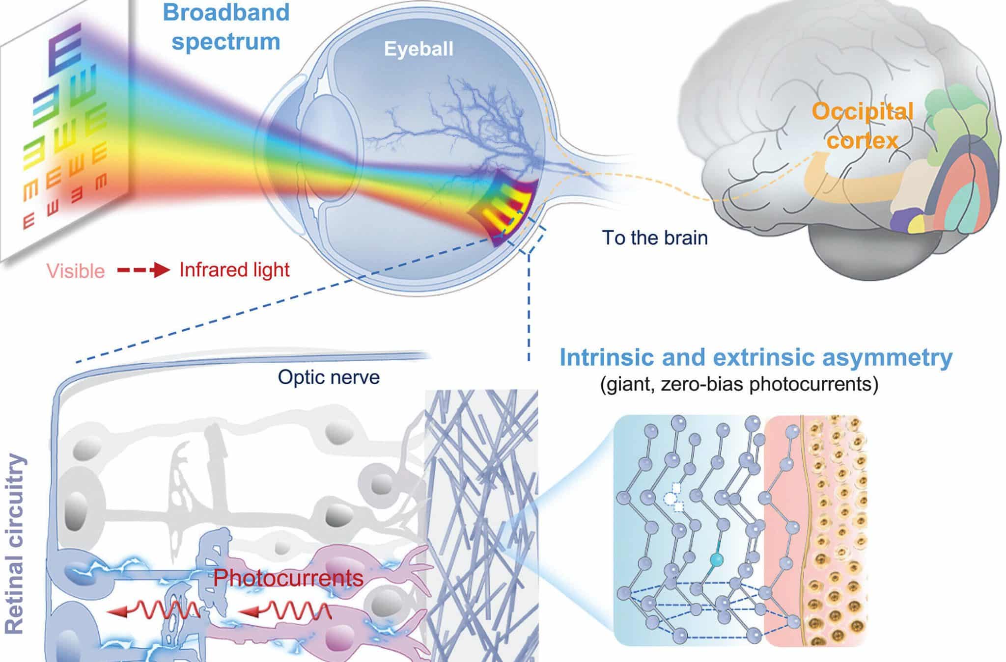 Нанопротез нового поколения, восстанавливающий и улучшающий зрение. Теллур обладает широким спектром оптического поглощения в диапазоне от видимого до инфракрасного света (вверху слева). Имплантированный под сетчатку теллуровый нанопротез заменяет дегенерировавшие фоторецепторы и генерирует фототоки для активации остаточных структур сетчатки (внизу слева) и затылочной коры (вверху справа). Гигантские, спонтанные, не требующие смещения фототоки и минимально инвазивная простая имплантация достигаются за счет асимметричной инженерии и морфологии нанопроводниковой сети (внизу справа). / © Science (2025). DOI: 10.1126/science.adu2987