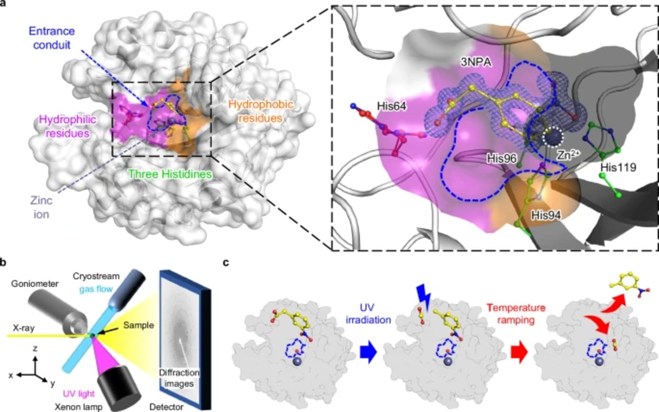 Ключевой компонент активного центра фермента карбоангидразы — молекулы воды / © Chae Un Kim et al.