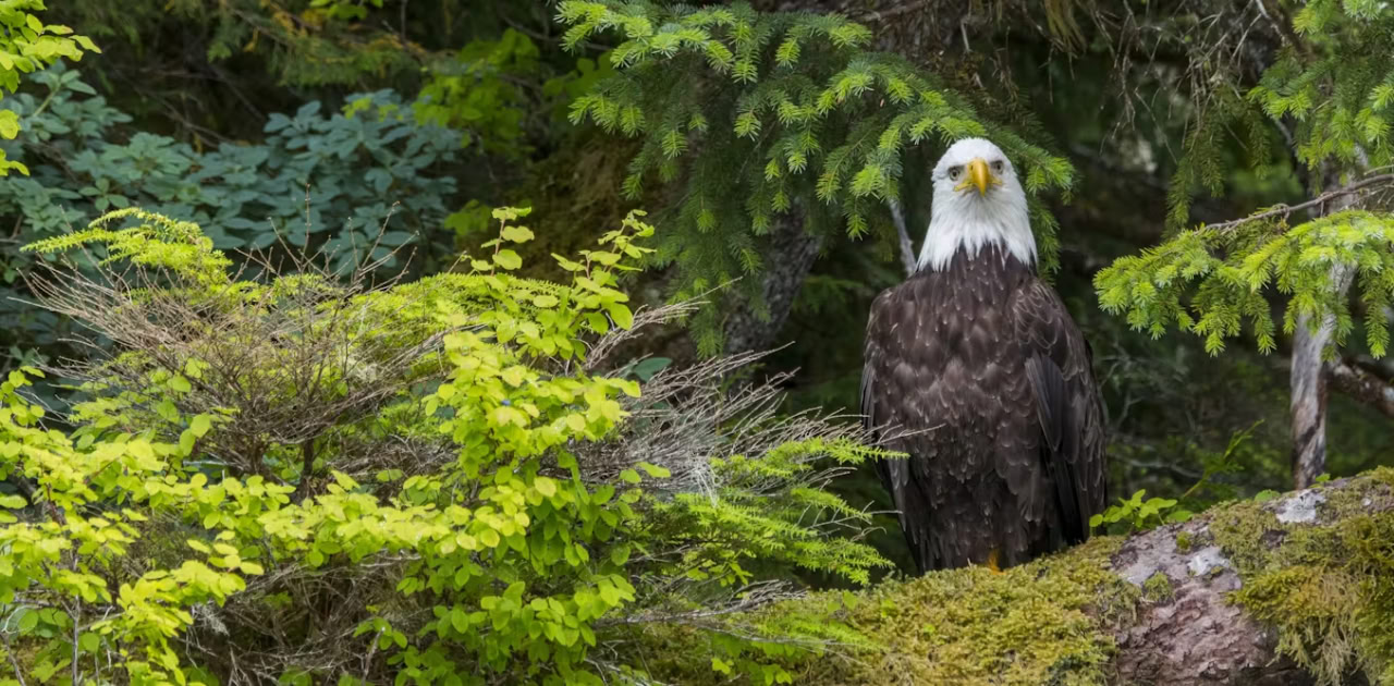 Лес в Северной Америке / © Wolfgang Kaehler, LightRocket