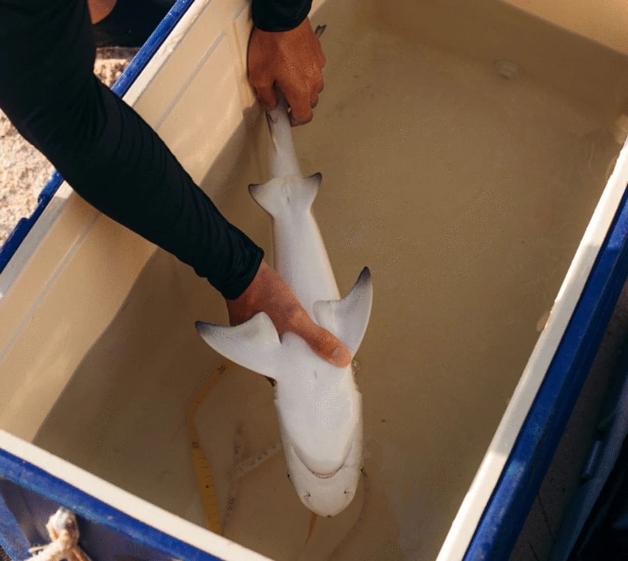 Новорожденную серповидную лимонную акулу (Negaprion acutidens) переворачивают, чтобы получить реакцию тонической неподвижности / © Rachel Moore