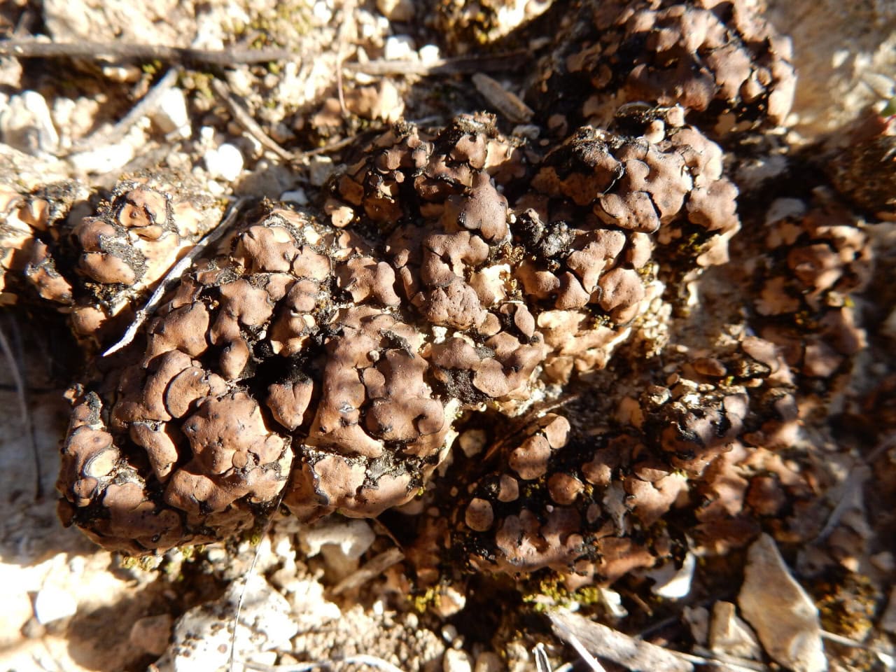 Лишайник Clavascidium lacinulatum привлек внимание исследовательской группы во время прогулки близ дома одного из авторов / © Bob O'Kennan via iNaturalist