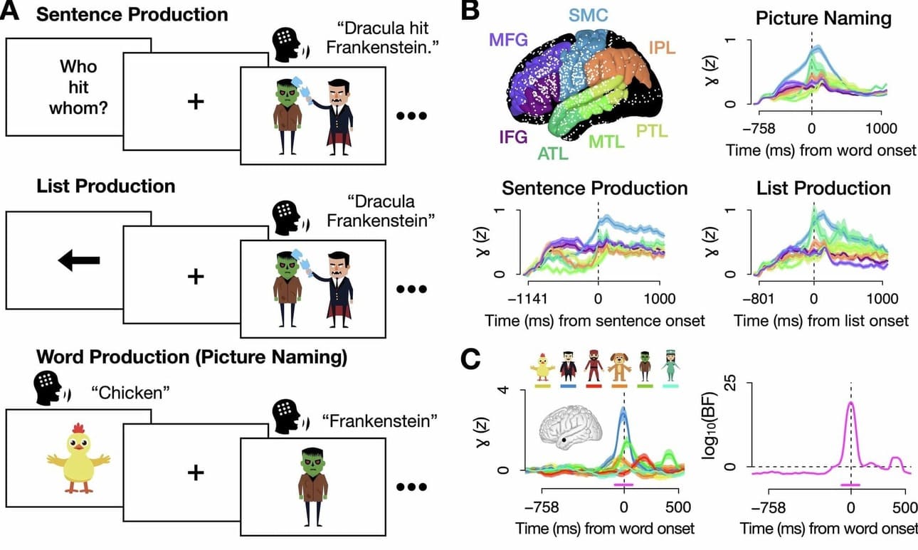 Участники эксперимента, описывая сцены из мультфильмов, должны были составлять активные и пассивные конструкции. В качестве основных персонажей ученые выбрали курицу, собаку, Дракулу, Франкенштейна, ниндзя и медсестру / © Adam M. Morgan et al.