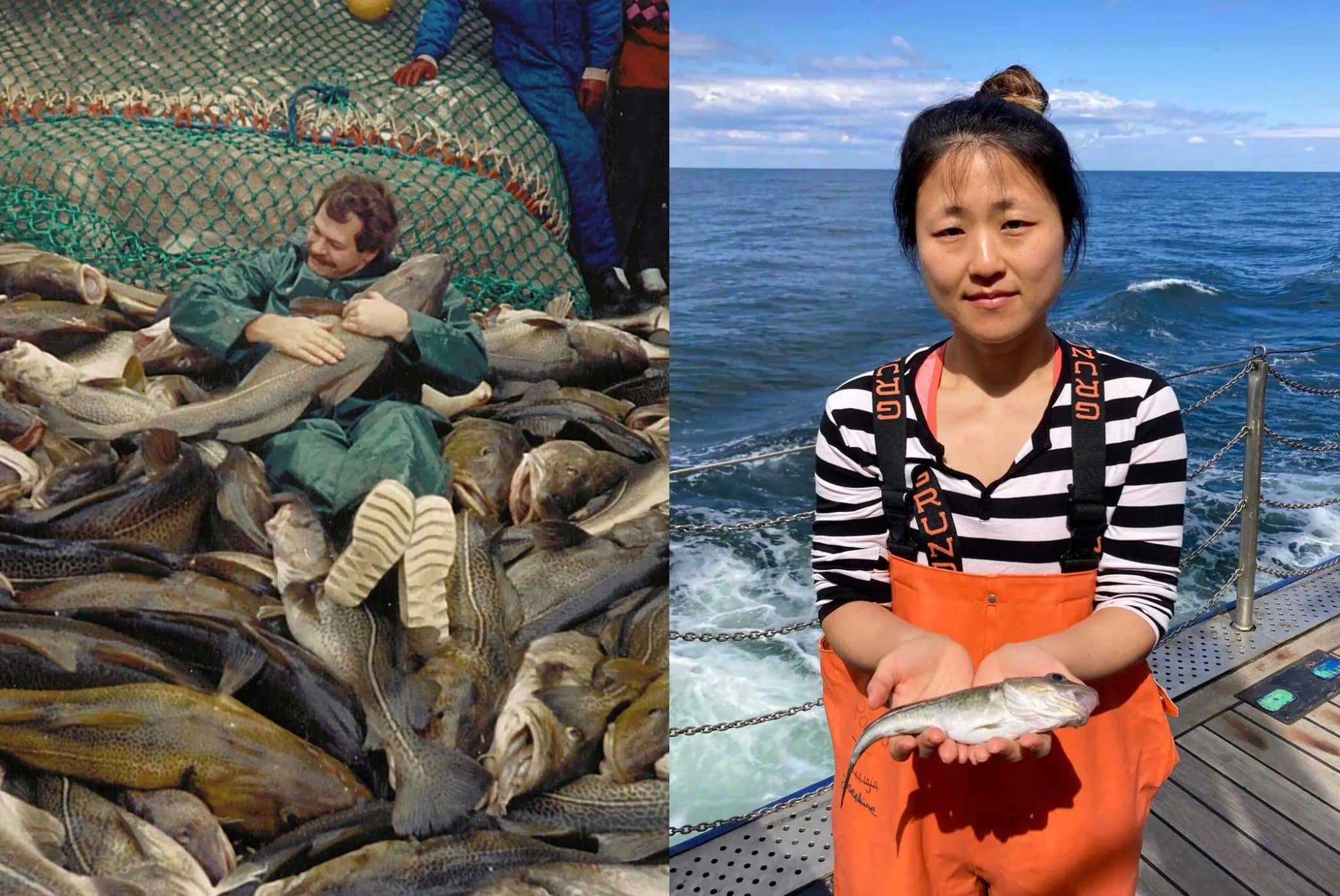 Спустя шесть лет после полного запрета на вылов трески в Балтийском море по-прежнему не видно ее крупных представителей / © Jesper Bay, Danish Institute for Fisheries and Marine Research, Thorsten Reusch, GEOMAR