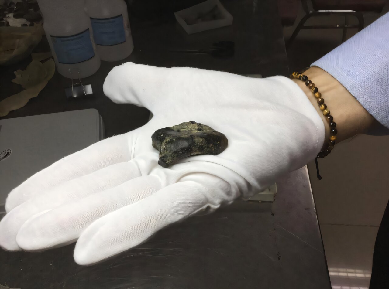 Окаменелость MS1, которая принадлежала представителю Homo erectus / © H. Berghuis