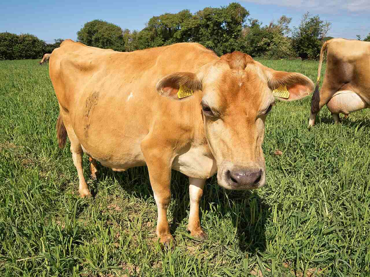 Корова джерсейской породы / © Unukorno, Wikimedia Commons