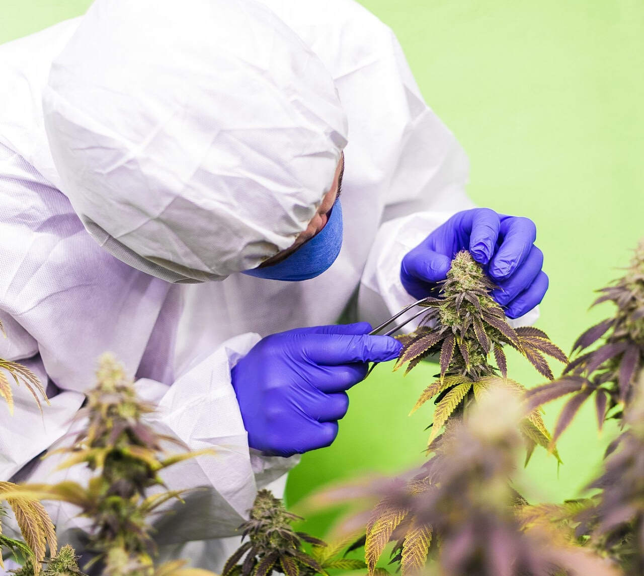 Сотрудник ухаживает за растениями конопли, выращиваемой для получения каннабидиола (КБД) / © Felix Brönnimann, Wikimedia Commons