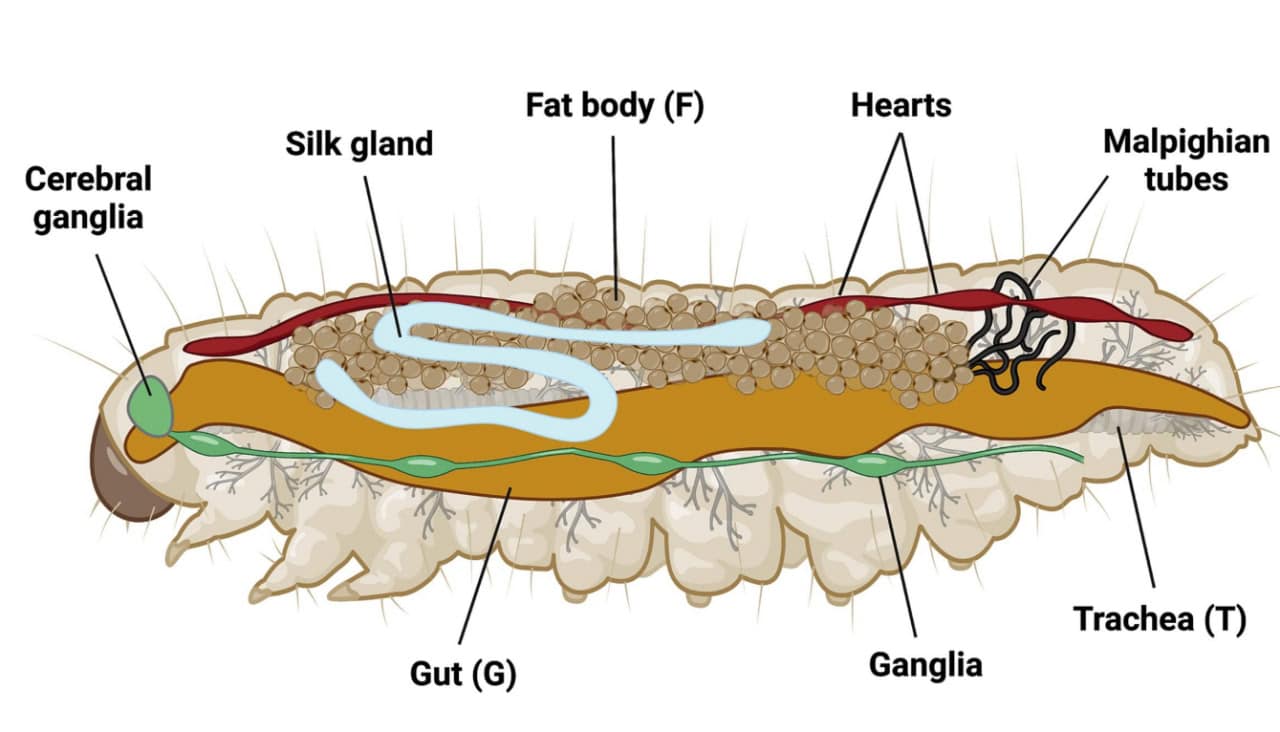 Гусеница Galleria mellonella в разрезе / © Joana Admella et al.
