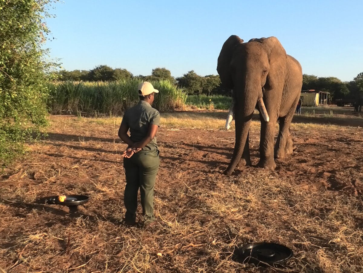 Ученый во время эксперимента стоит лицом к «испытуемому» по кличке Дома.  / Vesta Eleuteri et.al./Royal Society Open Science