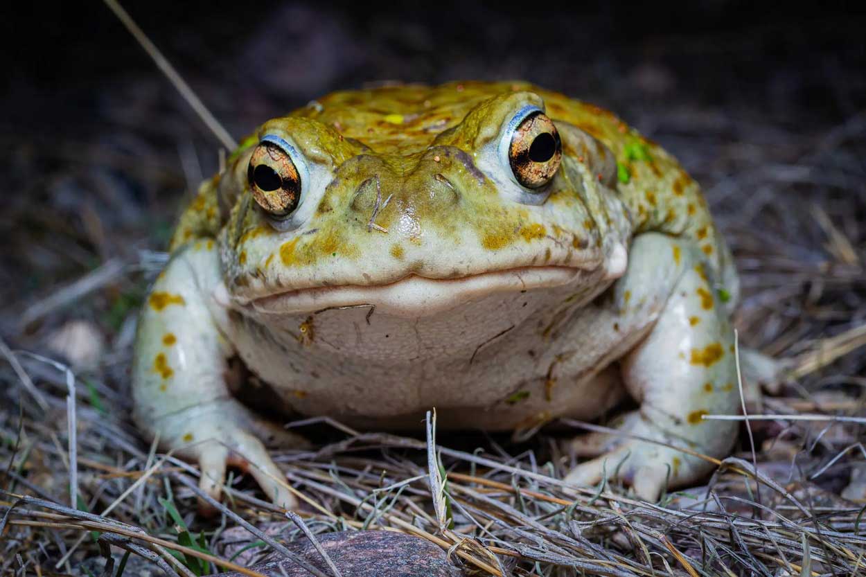 Incilius alvarius обладает уникальным оружием, которое помогает защититься от хищников. При опасности из желез Incilius alvarius выделяется молочно-белый яд. Среди его компонентов — сильное психоактивное вещество под названием 5-MeO-DMT / © Rodolfo Vega Littlewood