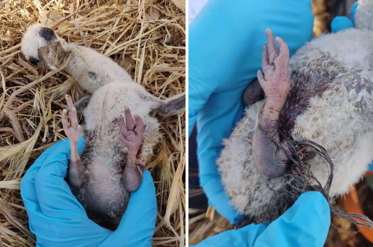 Птенец белого аиста, травмированный пластиковым шпагатом / © Marta Acácio