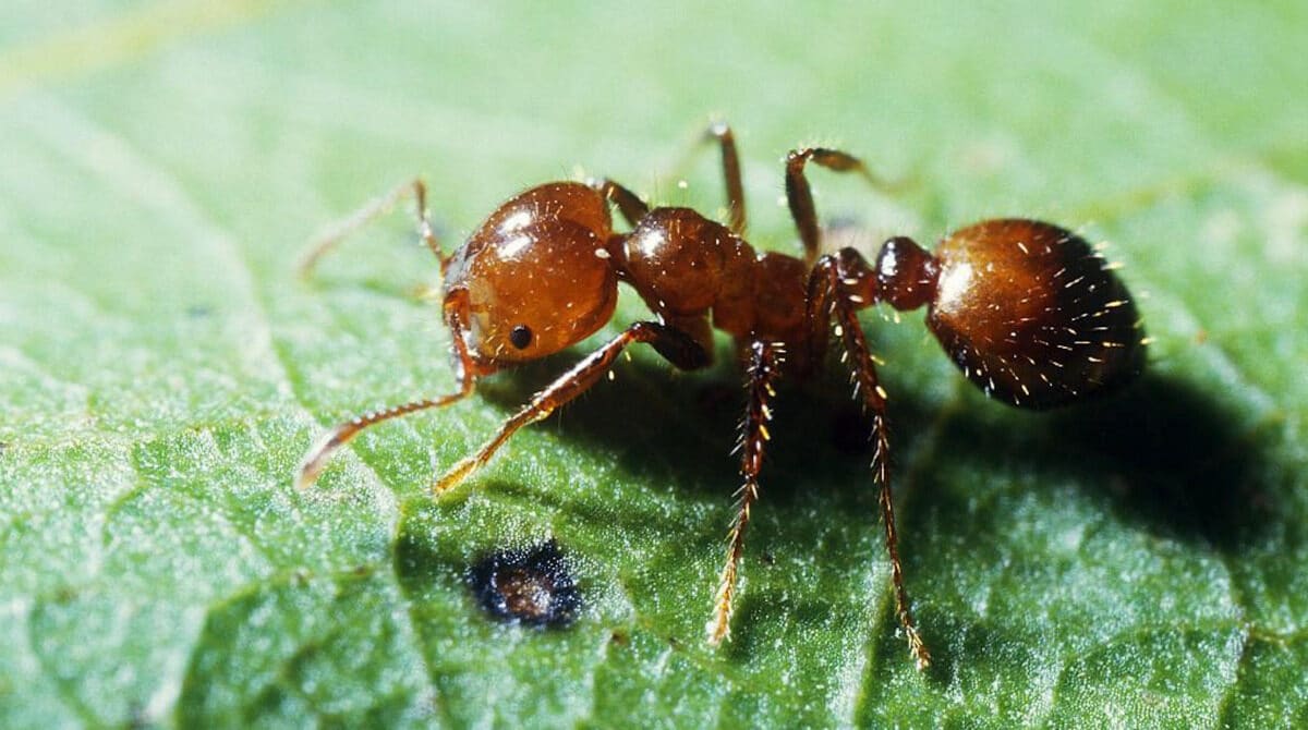 Укусы красных огненных муравьев крайне болезненны и могут вызвать аллергические реакции вплоть до анафилактического шока и смерти  / © Pearl David, theinsectguide.net