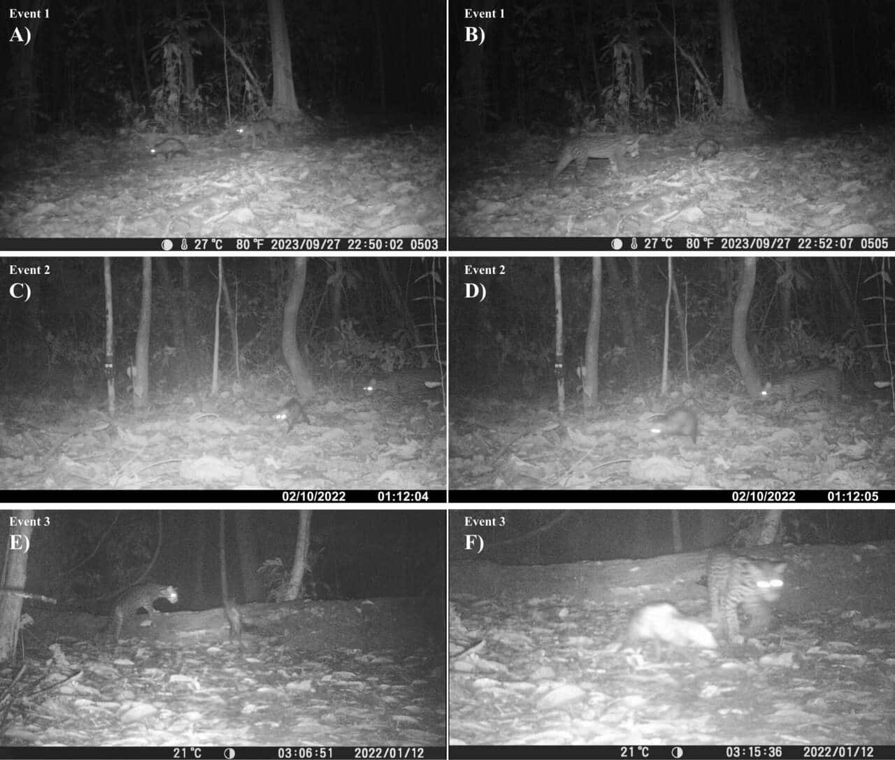 Примеры совместных перемещений оцелотов и опоссумов. Кадры сняты в разных местах и в разные годы / ©  Ettore Camerlenghi,  Dumas Gálvez,  Christopher Ketola et al., Ecosphere (2025)