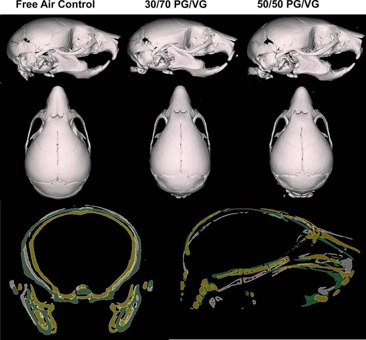 Изменения в строении черепа мышат в результате внутриутробного воздействия аэрозоля от жидкостей для электронных сигарет. Слева направо: контрольная группа, PG/VG 30/70, PG/VG 50/50 / © Ethan Richlak, Logan Shope, Ethan Leonard et al., PLOS One (2025)