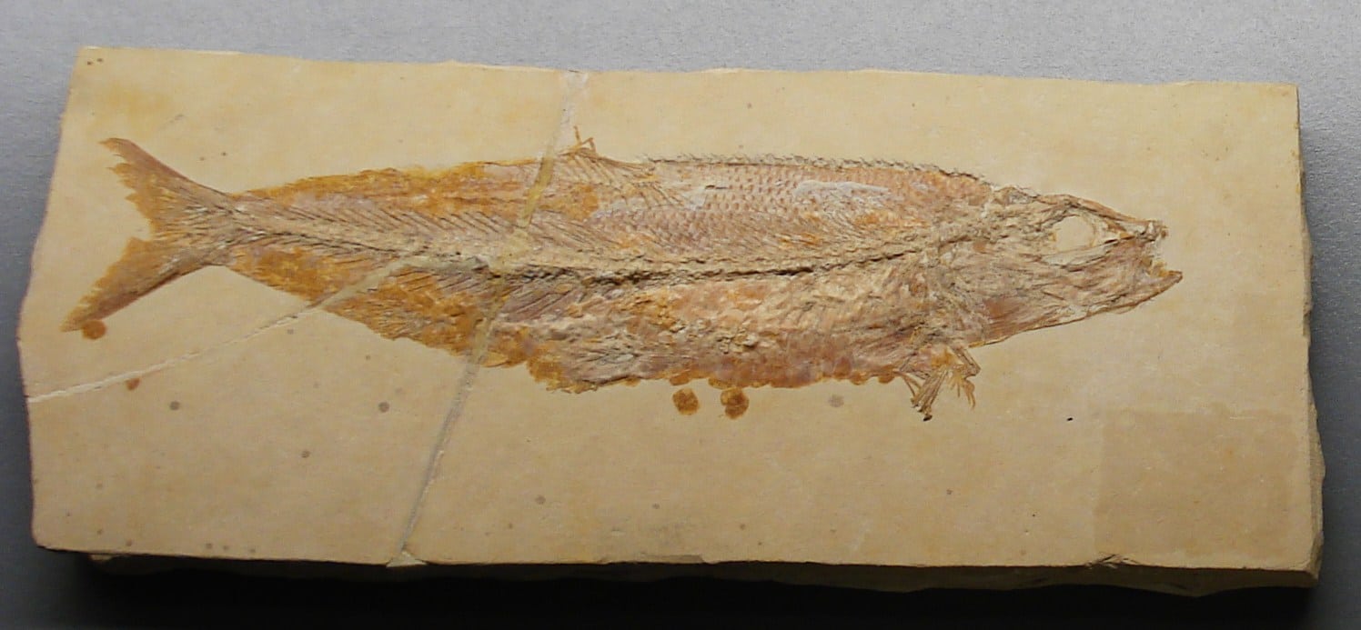 Рыбы-тарсисы в норме не могли открыть рот больше, чем на один сантиметр. В теории это предупреждало их от проглатывания слишком крупной добычи. Но был один класс живых существ, у которых малый диаметр сочетался с большим линейными размерами и другими неприятными особенностями / © Wikimedia Commons