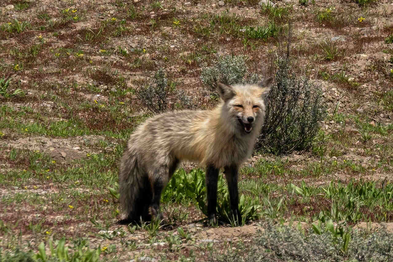 Рыжая лисица (Vulpes vulpes) в Национальном парке Гранд-Титон / © Francesca Scalpi, Grand Teton National Park