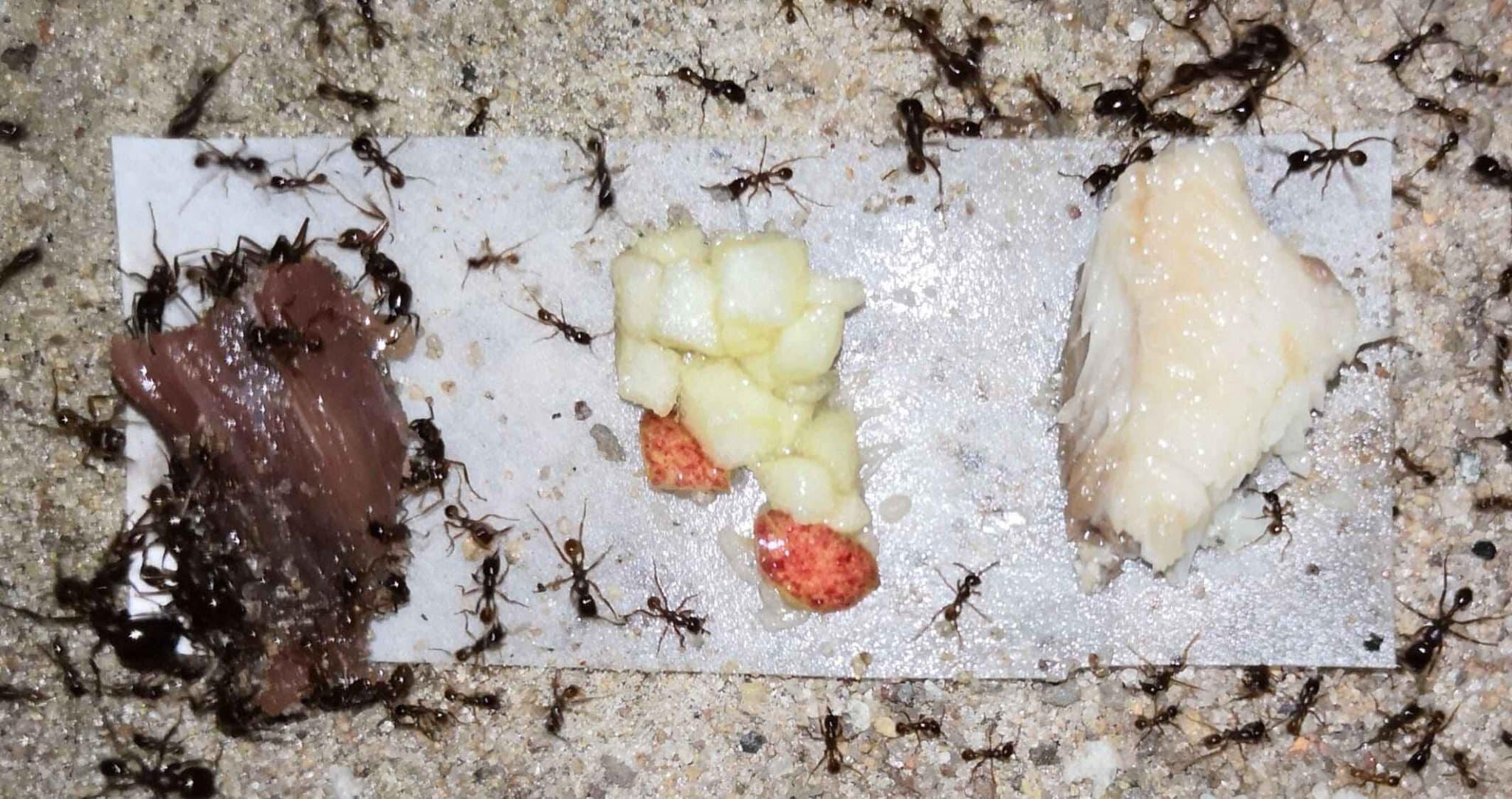 Приманки расставлены рядом с местами кормежки Labidus coecus. Говядина слева, яблоко с медом в центре, а сардина справа / © Biotropica, Hilário Póvoas de Lima.