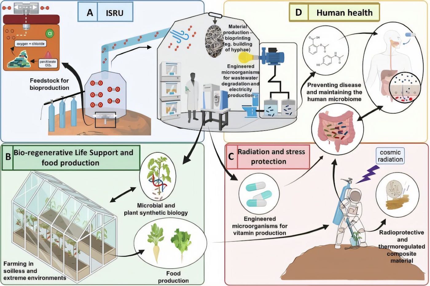 Четыре ключевые темы, связанные с будущими человеческими поселениями на Луне и Марсе, которые можно решить с помощью синтетической биологии. Переработка и производство сырья (A), производство продуктов питания и утилизация отходов (B), защита от радиации и стресса (C), разработка индивидуальных методов лечения, нутрицевтиков и биосенсоров для укрепления здоровья астронавтов (D). / © Silvano Onofri et. al./npj Microgravity (2025). DOI: 10.1038/s41526-025-00488-7